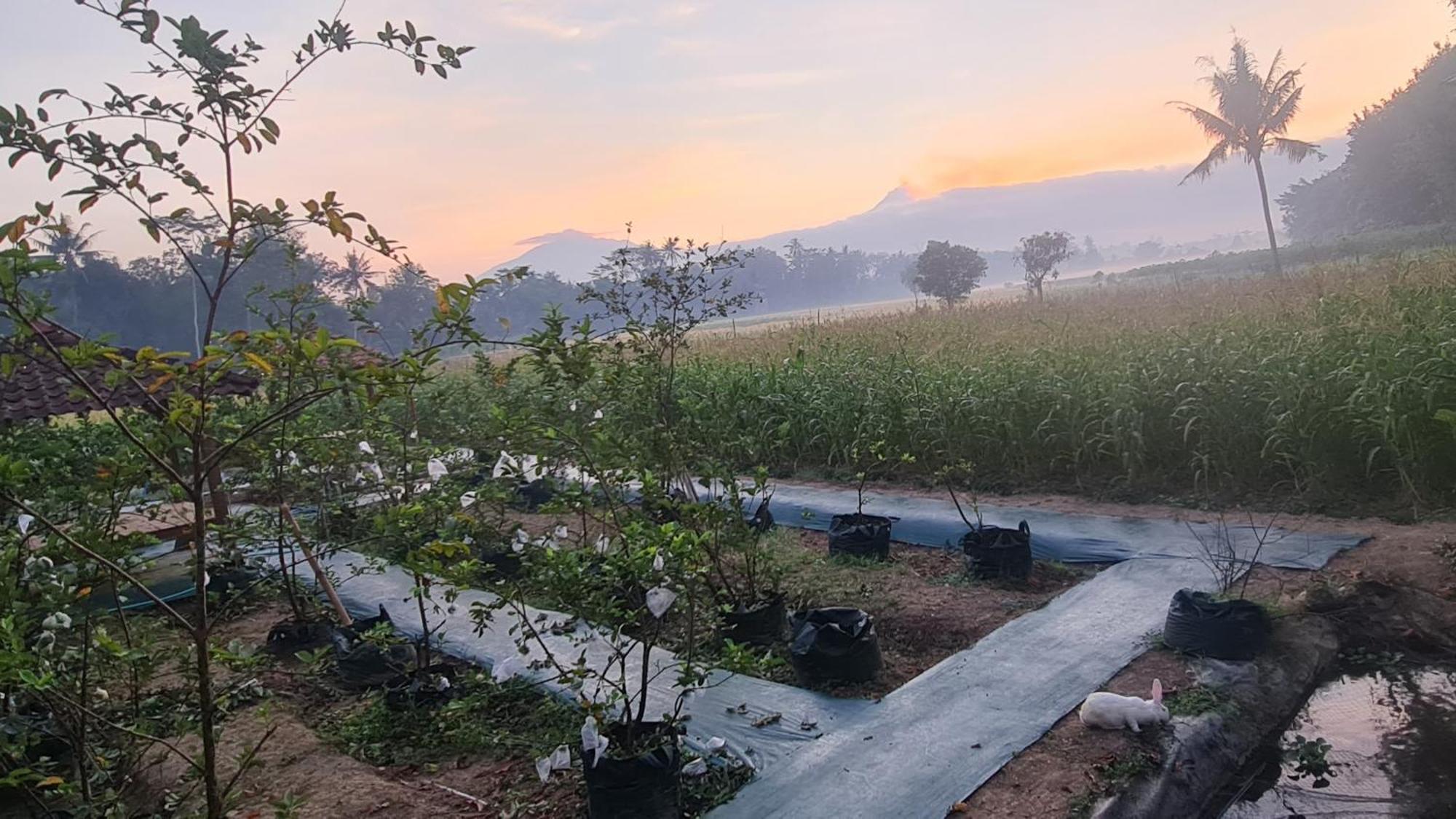Homestay Anugrah Borobudur 1&2 Magelang Luaran gambar